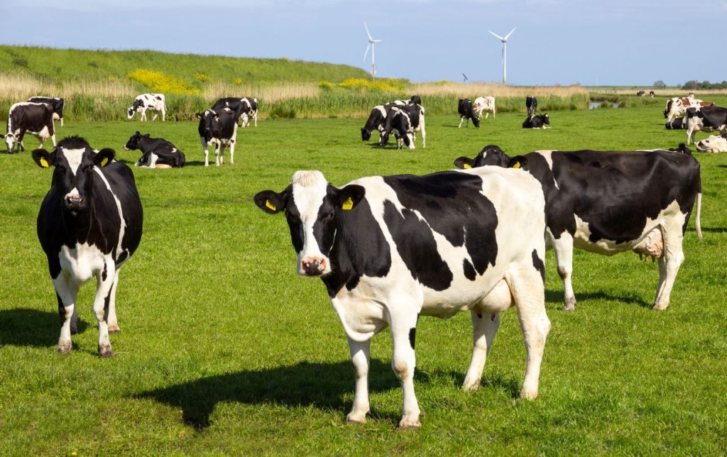 agriculture francais vache