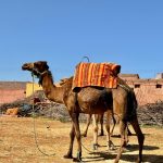 chameau du maghreb