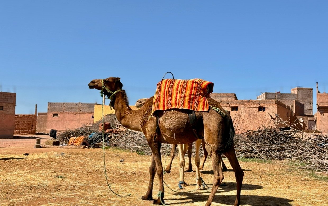 chameau du maghreb