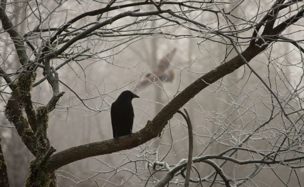 Le Corbeau et le Renard argot