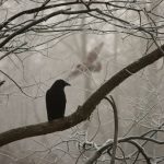 Le Corbeau et le Renard argot