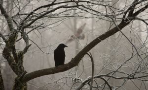 Le Corbeau et le Renard argot